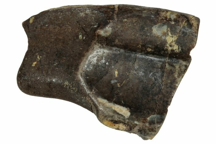 Fossil Dinosaur (Triceratops) Shed Tooth - Montana #339772